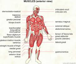 This is your whole body on muscles