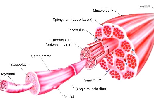 Image via http://www.biologycorner.com/anatomy/muscles/notes_muscles.html